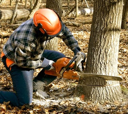 Tree Removal in Hampden Sydney, VA